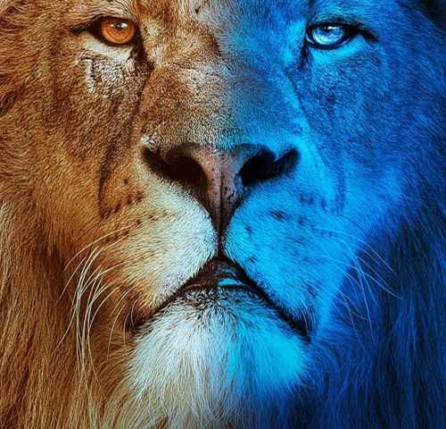 Big Cats 24/7
