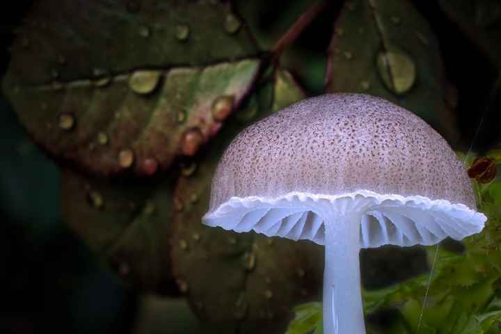 Follow the Rain