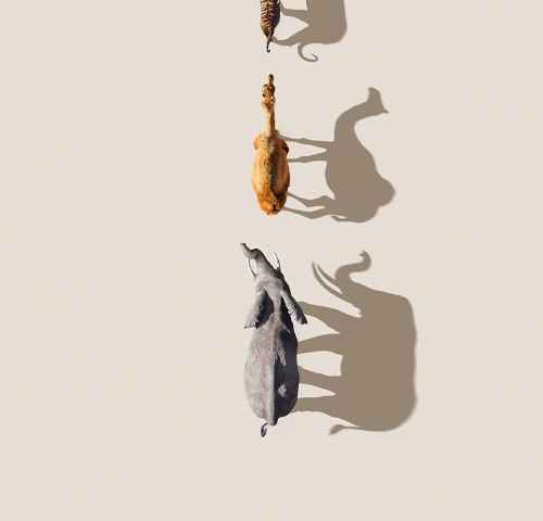 Mammals
