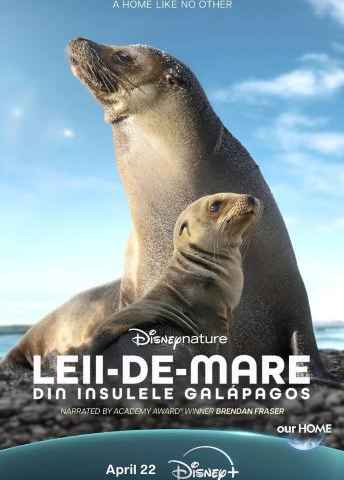 Sea Lions of the Galapagos