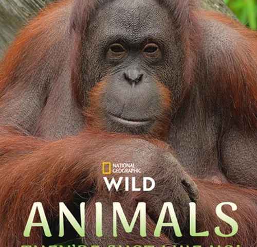 Animals Theyre Just Like Us
