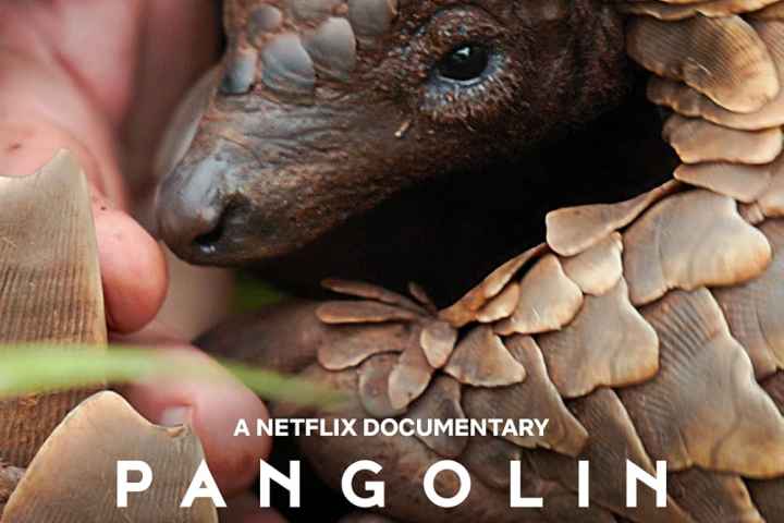 Pangolin Kulus Journey