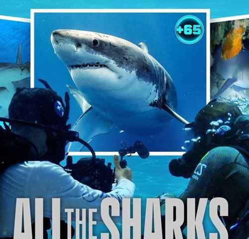 All the Sharks