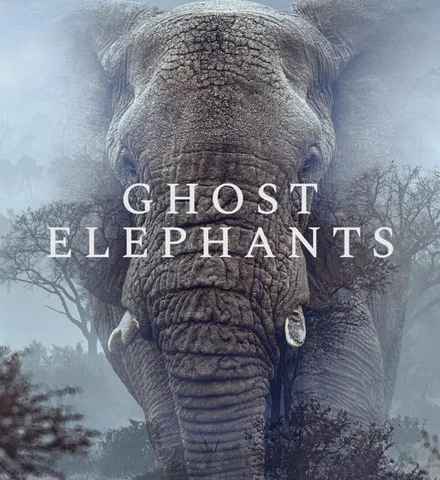 Ghost Elephants