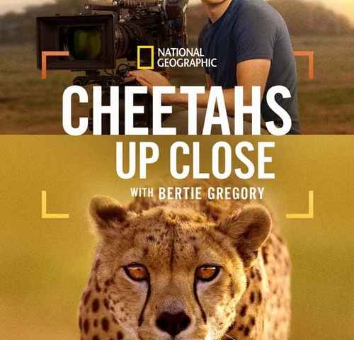 Cheetahs Up Close with Bertie Gregory