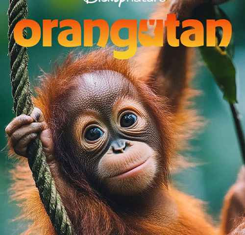 Orangutan