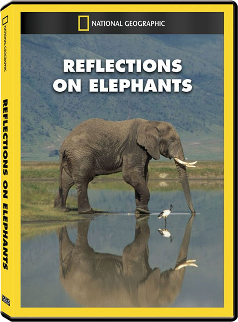 Reflections on Elephants