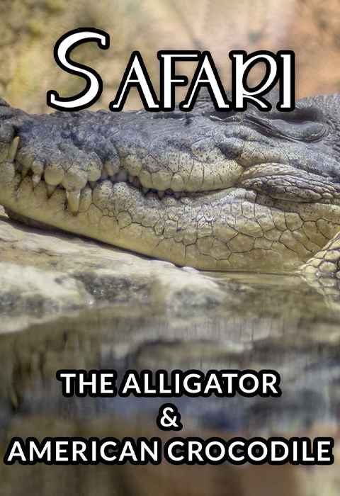 Safari The Alligator and American Crocodile