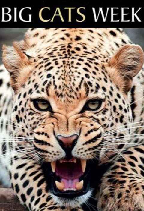 Chasing Big Cats