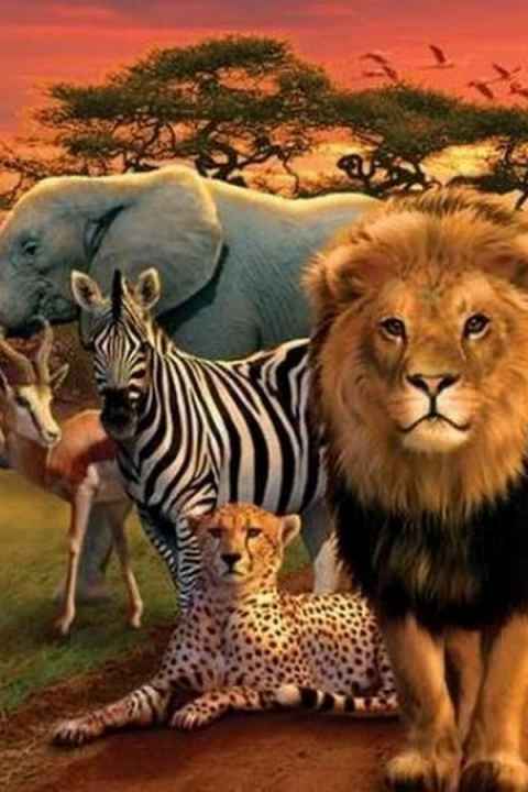 Wildlife moments
