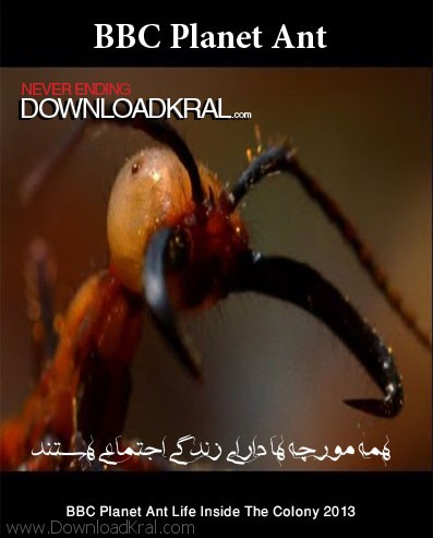 Empire of the Desert Ants