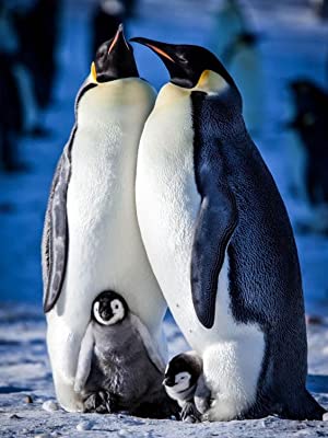 Snow Chick: A Penguins Tale