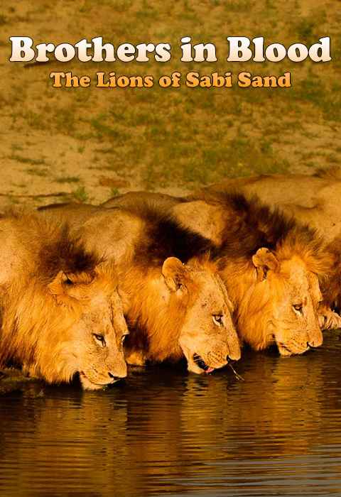 Brothers in Blood The Lions of Sabi Sand