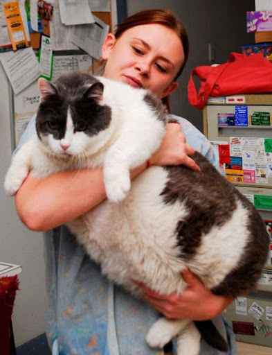 Fat Pets