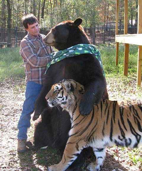 Friendship With Animals