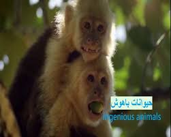 Ingenious Animals