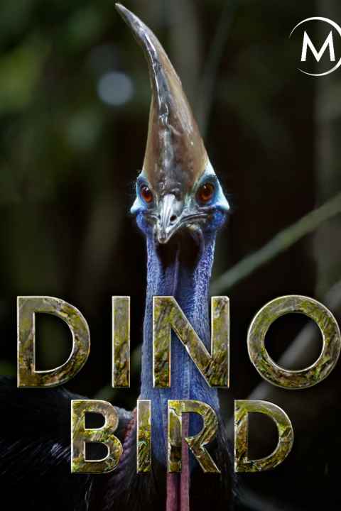 Dino Bird