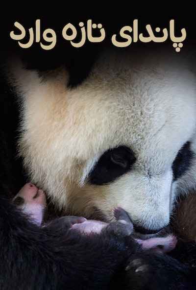 Petit panda deviendra grand