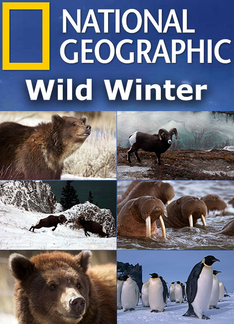 National Geographic – Wild Winter