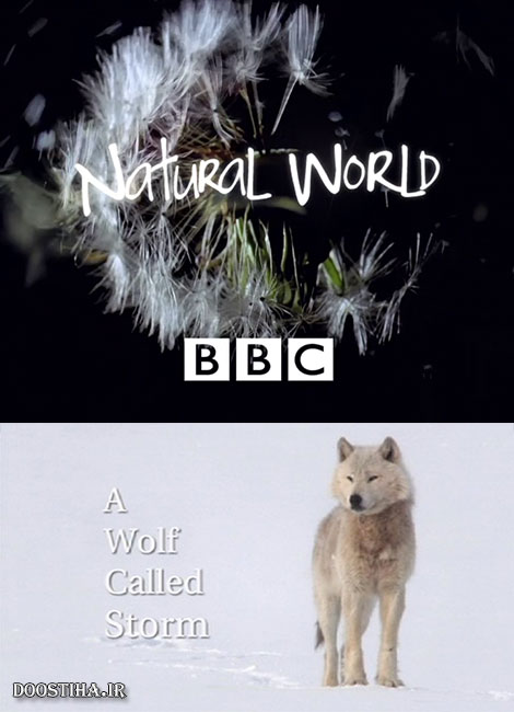 A Wolf Called Storm