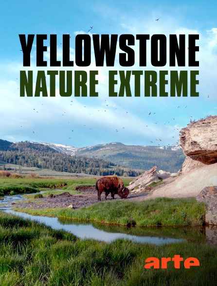 Epic Yellowstone