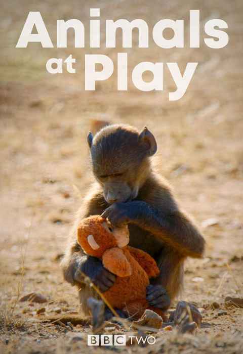 Animals at Play
