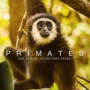 Primates