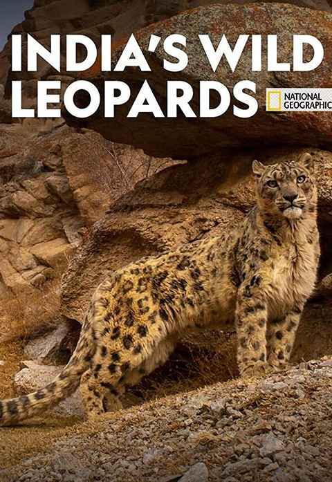 Indias Wild Leopards