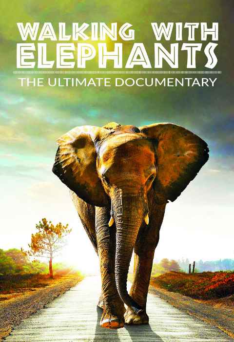 Walking with Elephants
