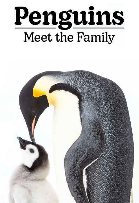 Penguins Meet the Family