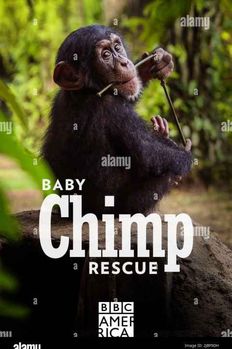 Baby Chimp Rescue