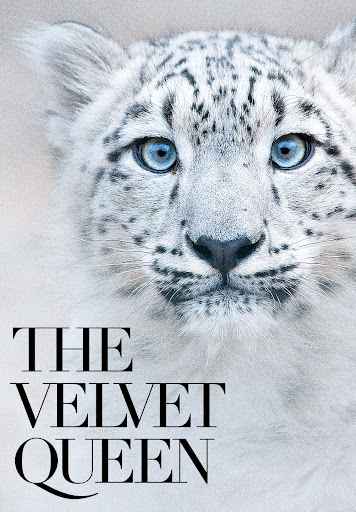 The Velvet Queen