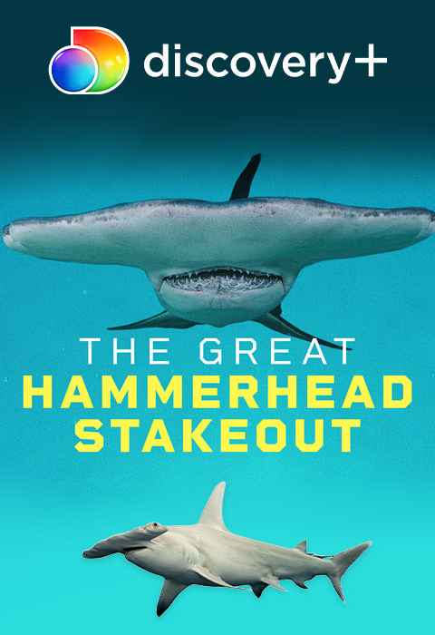 Great Hammerhead Stakeout