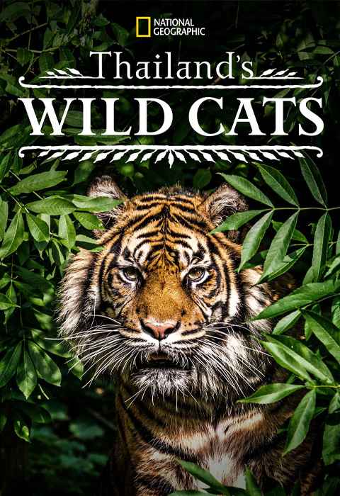 Thailands Wild Cats