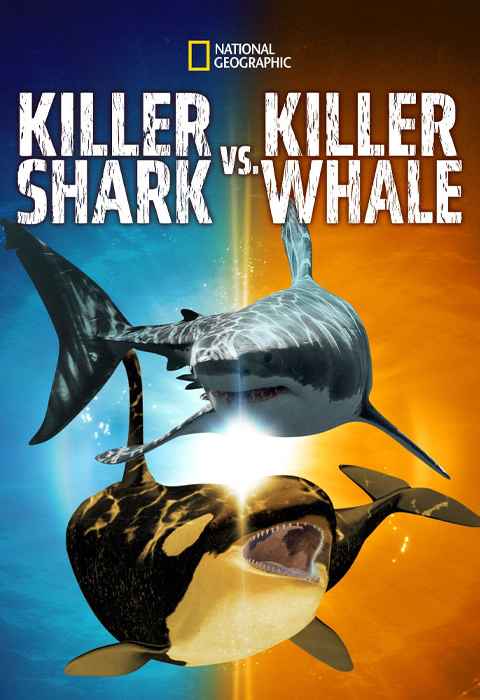 Killer Shark vs Killer Whale