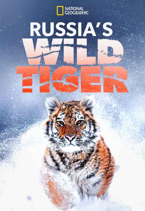 Russias Wild Tiger