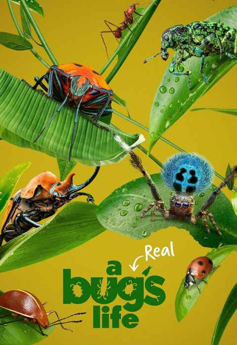 A Real Bugs Life