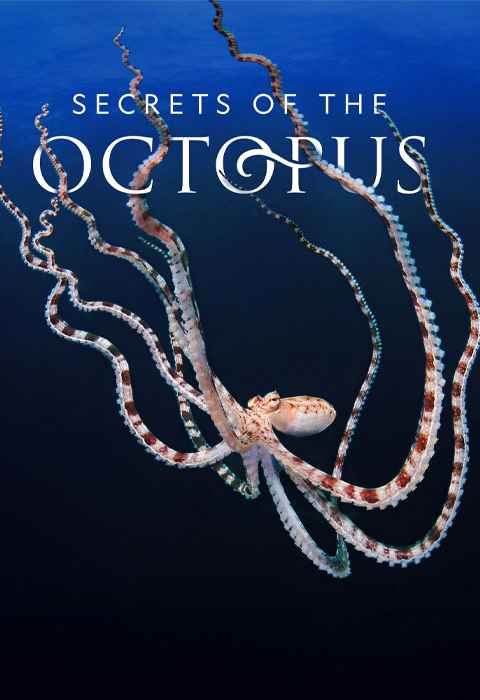 Secrets of the Octopus