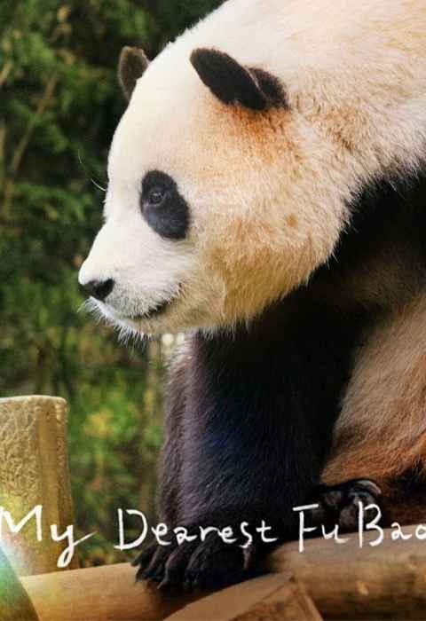 My Dearest Fu Bao