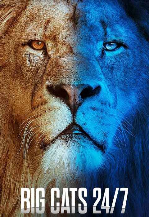 Big Cats 24/7