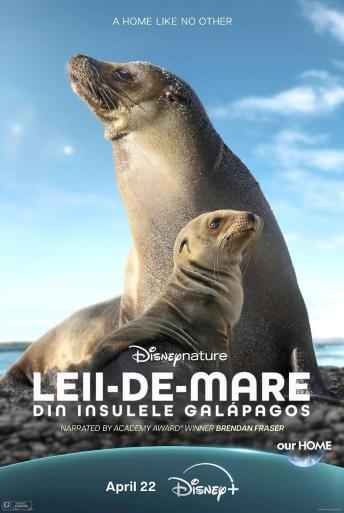 Sea Lions of the Galapagos