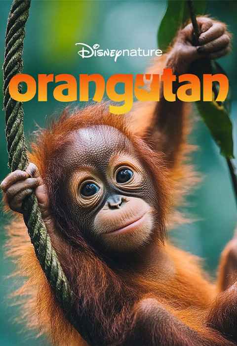 Orangutan